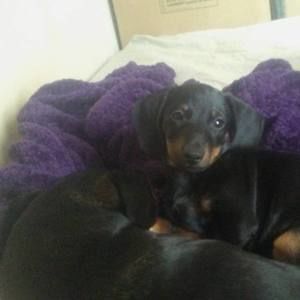 Meet your Posher, Noelle